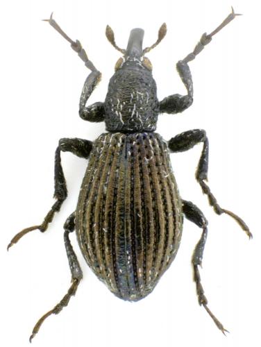 Réf. 204 805 : Onychapion tamarisci